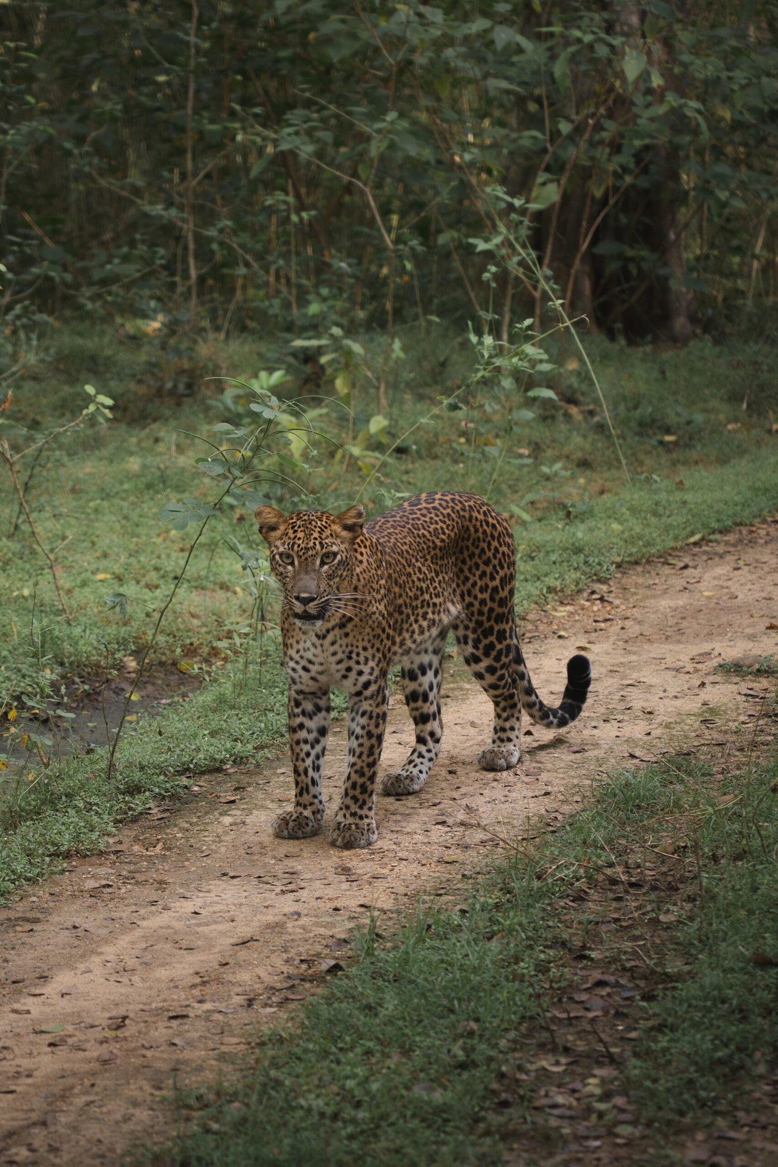 Tour Packages The Warden’s House — Leopard in Yala